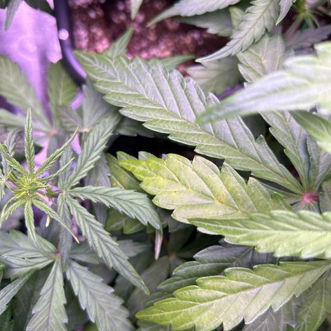 Grape Ape growlog timeline photo