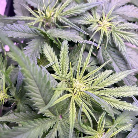 Royal Cheese Automatic growlog timeline photo