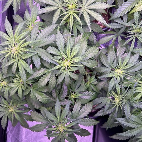 Wedding Cake Auto growlog timeline photo