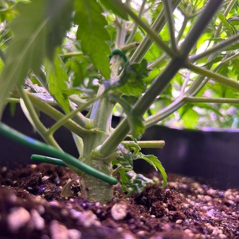 Royal Cheese Automatic growlog timeline photo