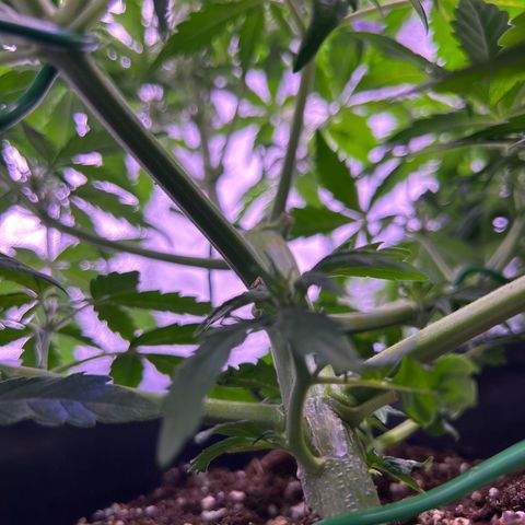Wedding Cake Auto growlog timeline photo