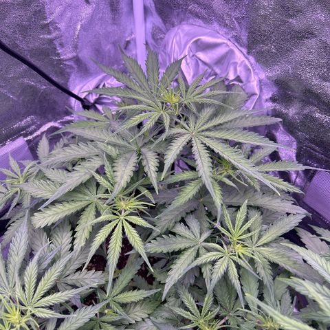 Royal Kush Automatic growlog timeline photo