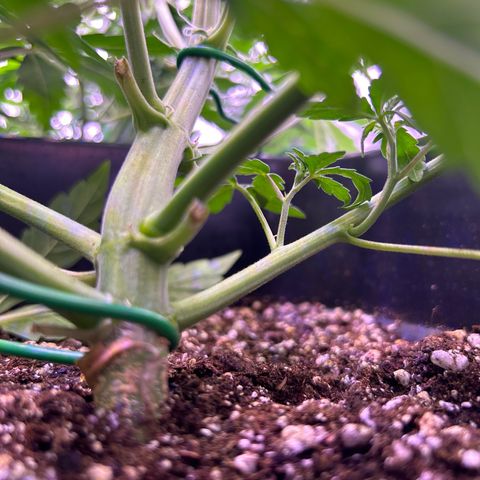 Grape Ape growlog timeline photo