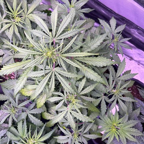 Grape Ape growlog timeline photo