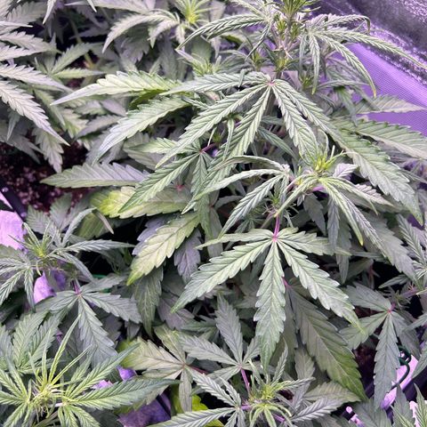 Grape Ape growlog timeline photo