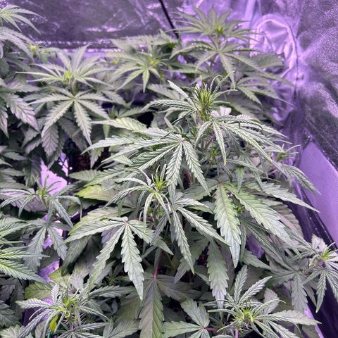 Grape Ape growlog timeline photo