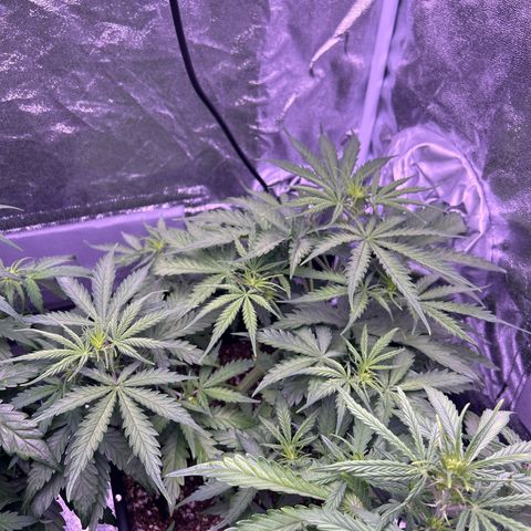 Royal Kush Automatic growlog timeline photo