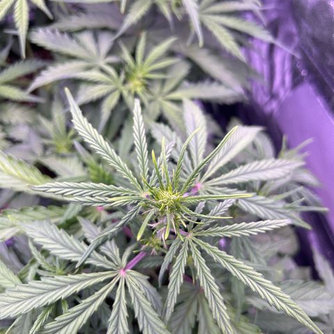 Grape Ape growlog timeline photo