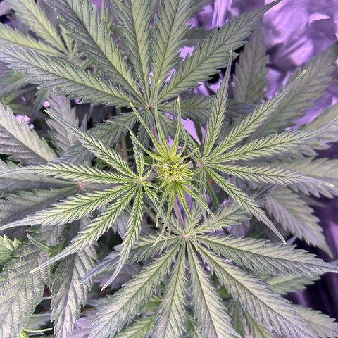 Royal Kush Automatic growlog timeline photo