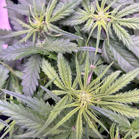 Royal Cheese Automatic growlog timeline photo