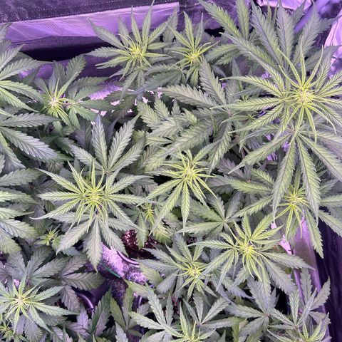 Royal Kush Automatic growlog timeline photo