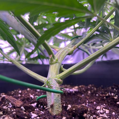 Royal Kush Automatic growlog timeline photo