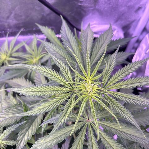 Royal Kush Automatic growlog timeline photo