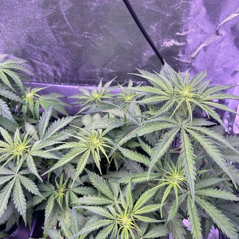 Royal Kush Automatic growlog timeline photo