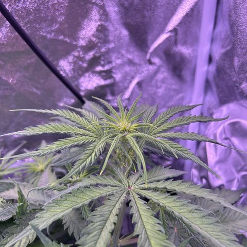Royal Kush Automatic growlog timeline photo