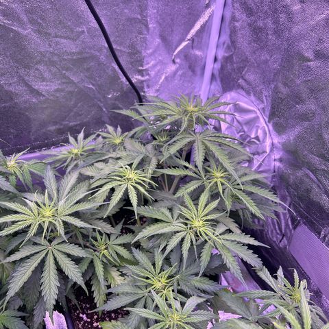 Royal Kush Automatic growlog timeline photo