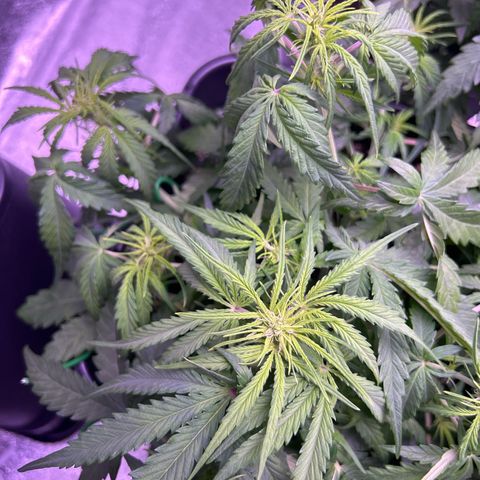 Royal Cheese Automatic growlog timeline photo