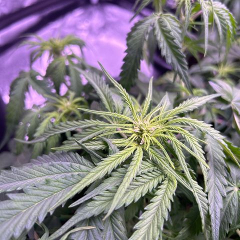 Royal Cheese Automatic growlog timeline photo