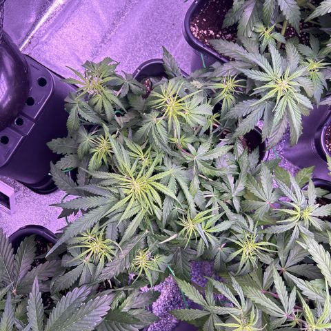 Royal Cheese Automatic growlog timeline photo
