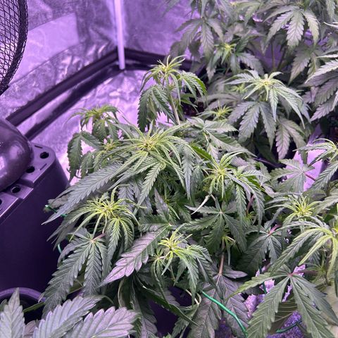 Royal Cheese Automatic growlog timeline photo