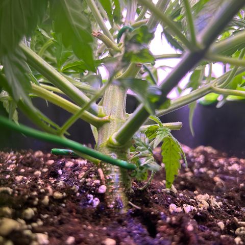 Royal Cheese Automatic growlog timeline photo