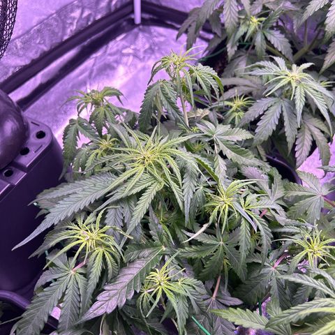 Royal Cheese Automatic growlog timeline photo
