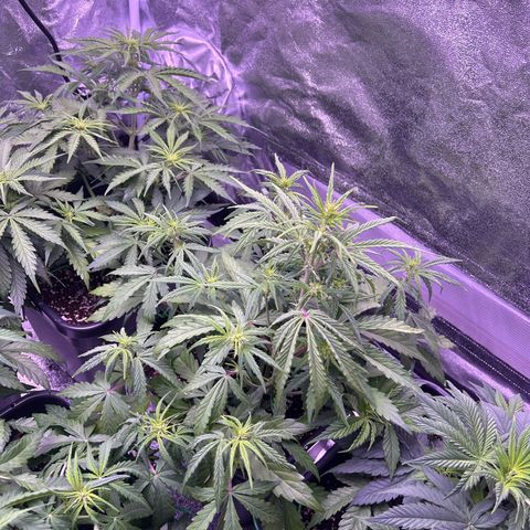 Grape Ape growlog timeline photo