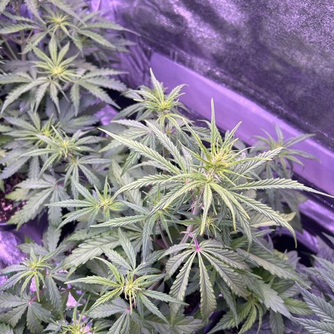 Grape Ape growlog timeline photo
