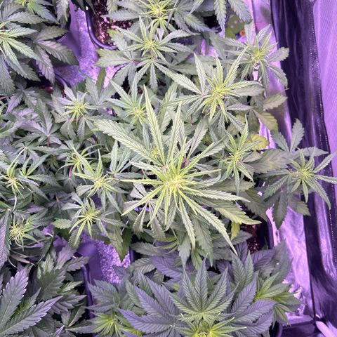 Grape Ape growlog timeline photo