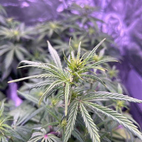 Grape Ape growlog timeline photo