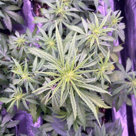 Grape Ape growlog timeline photo
