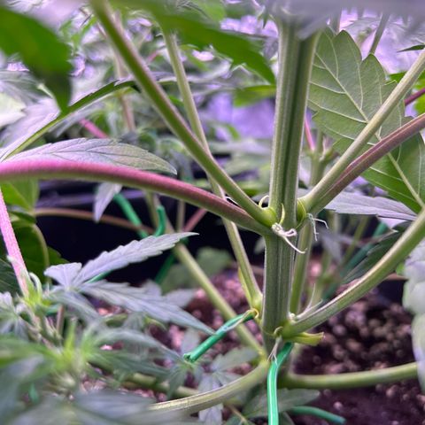 Grape Ape growlog timeline photo