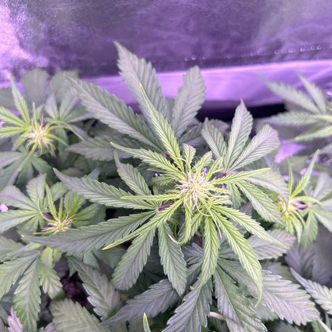 Wedding Cake Auto growlog timeline photo