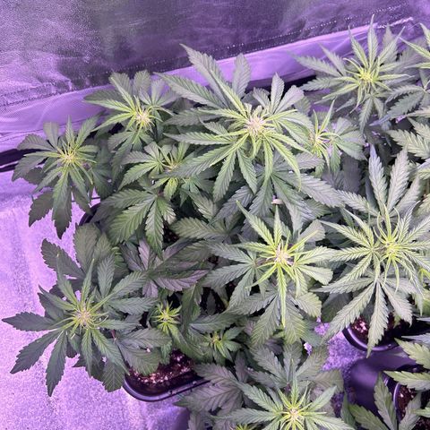 Wedding Cake Auto growlog timeline photo