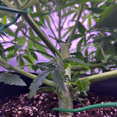 Wedding Cake Auto growlog timeline photo