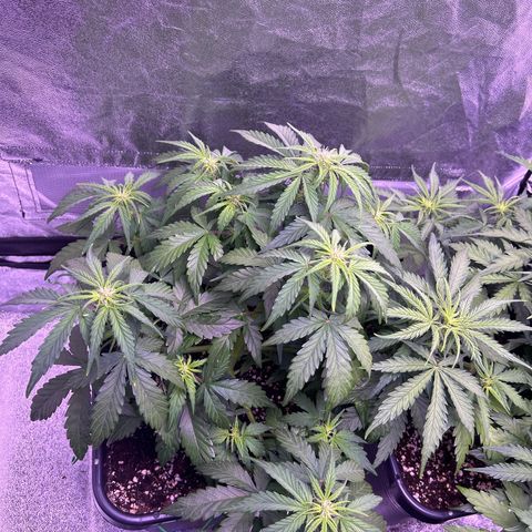 Wedding Cake Auto growlog timeline photo