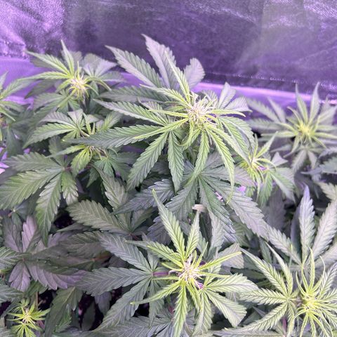 Wedding Cake Auto growlog timeline photo