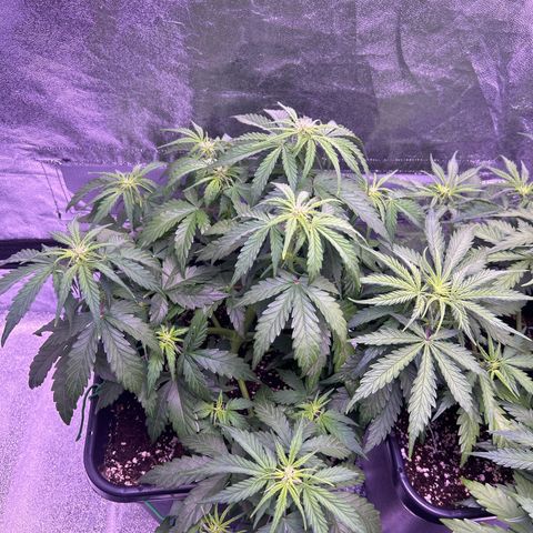 Wedding Cake Auto growlog timeline photo