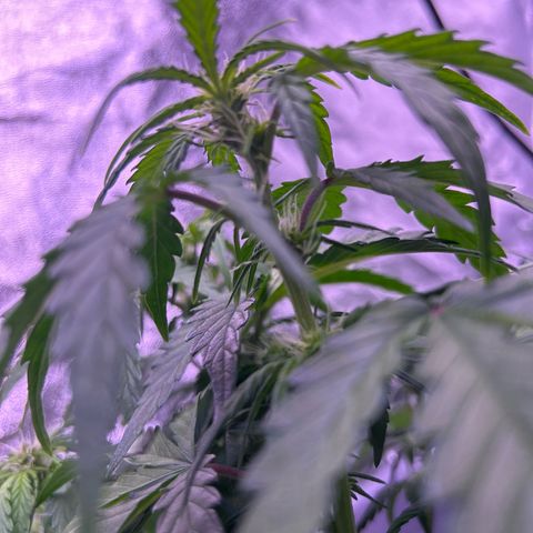 Wedding Cake Auto growlog timeline photo