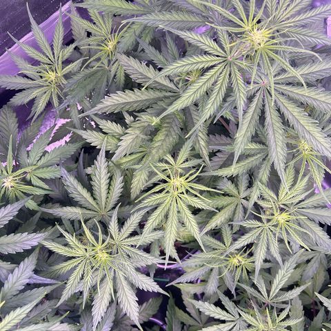 Royal Kush Automatic growlog timeline photo