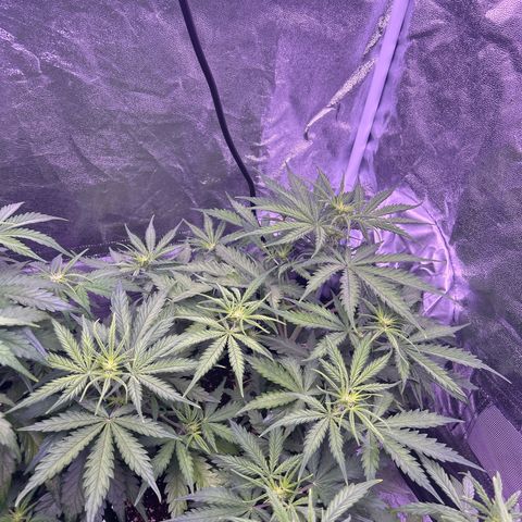 Royal Kush Automatic growlog timeline photo