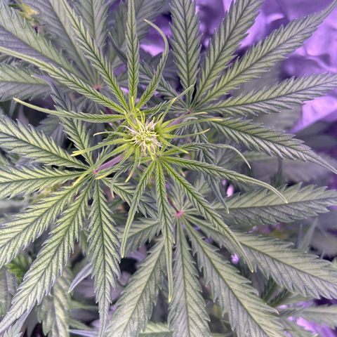 Royal Kush Automatic growlog timeline photo