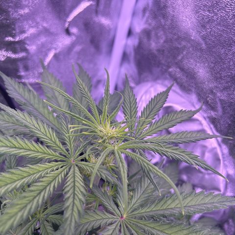 Royal Kush Automatic growlog timeline photo