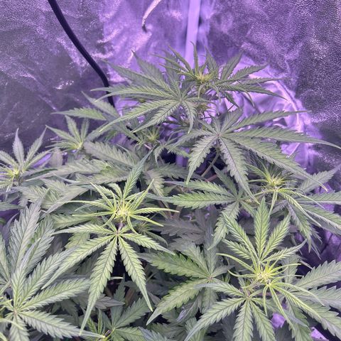 Royal Kush Automatic growlog timeline photo