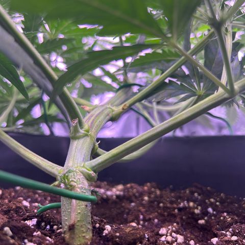 Royal Kush Automatic growlog timeline photo