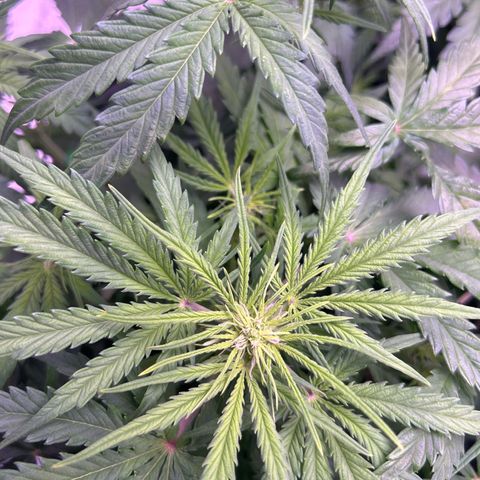 Royal Cheese Automatic growlog timeline photo