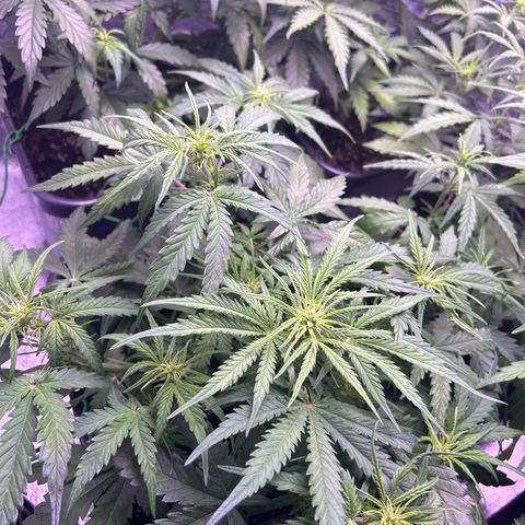 Royal Cheese Automatic growlog timeline photo