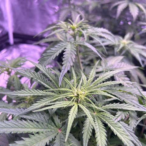 Royal Cheese Automatic growlog timeline photo