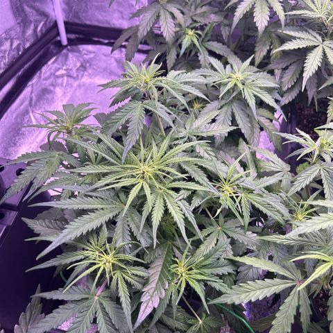 Royal Cheese Automatic growlog timeline photo