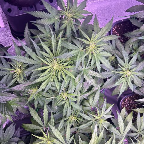 Royal Cheese Automatic growlog timeline photo